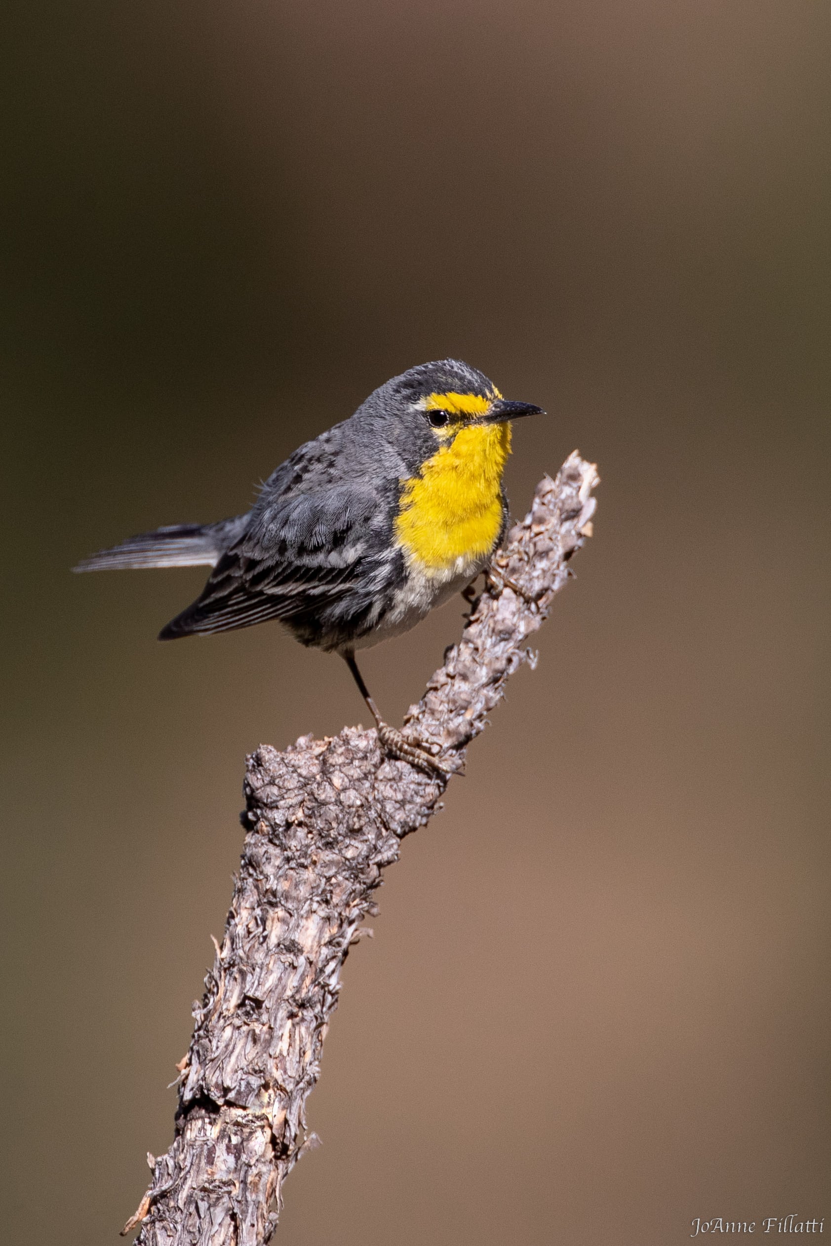 bird of arizona image 19